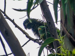 Leptosittaca branickii