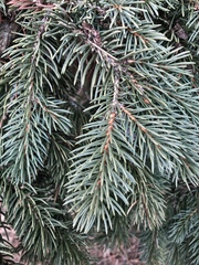 Picea abies