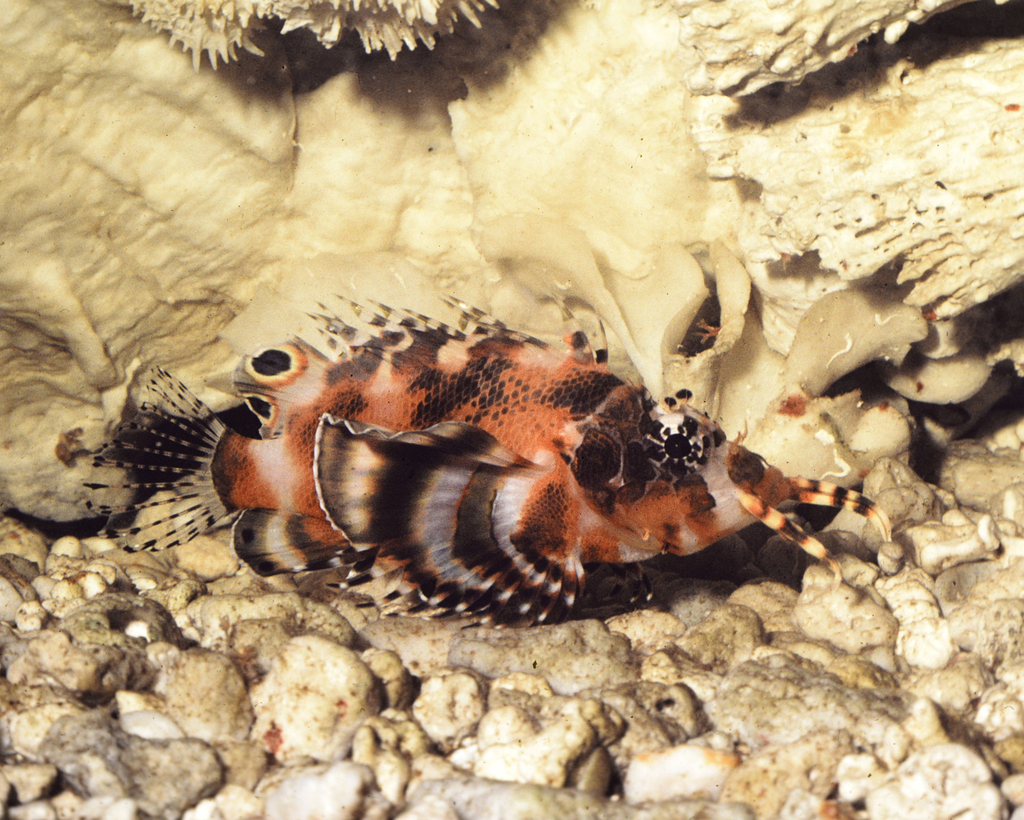 Twospot Turkeyfish
