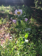 Erigeron annuus