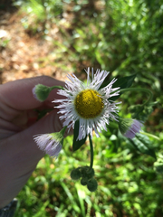 Erigeron annuus