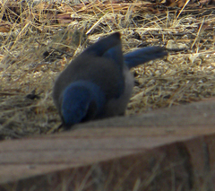 Aphelocoma woodhouseii woodhouseii