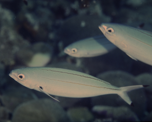 Pterocaesio marri