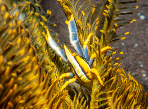 Baba's crinoid squat lobster