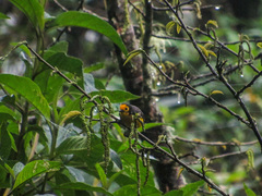 Myioborus ornatus
