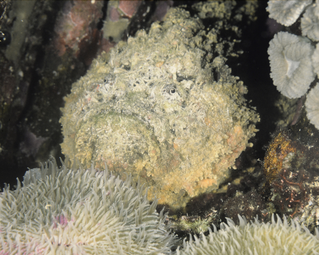 Pale reef stonefish resting between anemones in Kwajalein