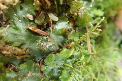 Pellia neesiana