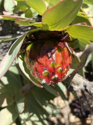 Droopy Conebush (Leucadendron cordatum)