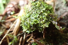 Riccardia chamedryfolia