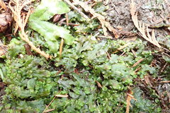 Pellia neesiana
