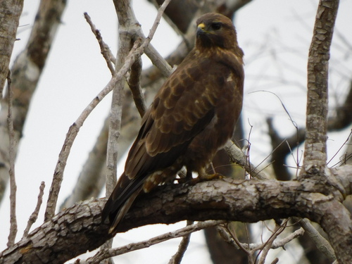 Common Buzzard