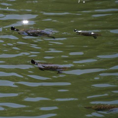 Trachemys scripta elegans