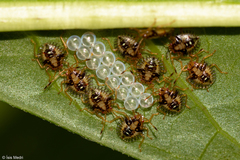 Pentatomidae