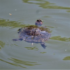 Trachemys scripta elegans