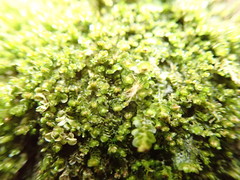 Marsupella emarginata