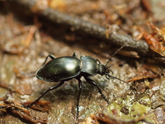 Carabus glabratus