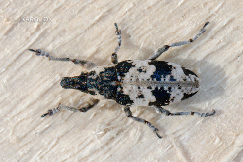 ryhovec páskovaný (Bothynoderes affinis)