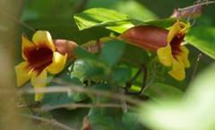 Bignonia capreolata