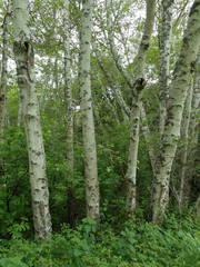 Alnus rubra