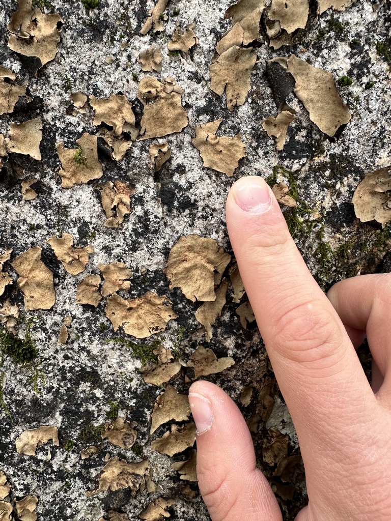 Smooth Rock Tripe from Kinnelon, NJ, US on November 12, 2023 at 1046