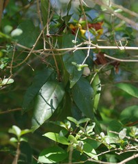 Bignonia capreolata