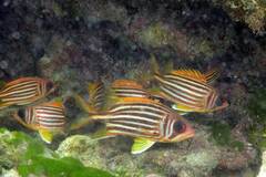 Seychelles Squirrelfish photo 1
