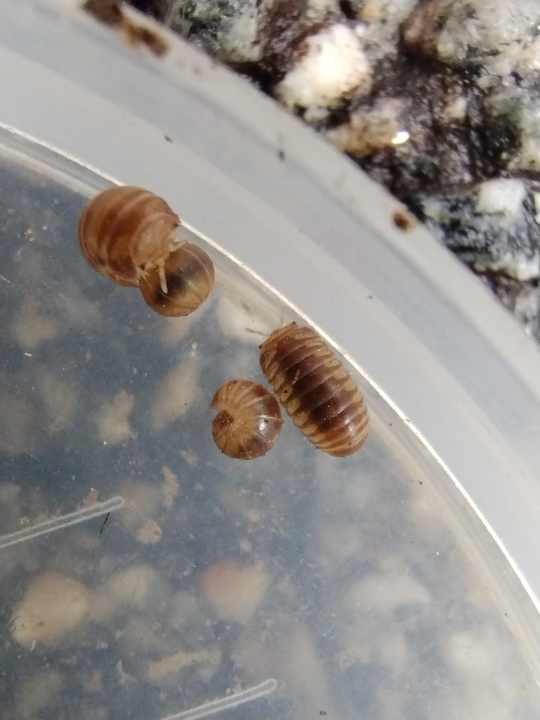 Onomeris underwoodii
