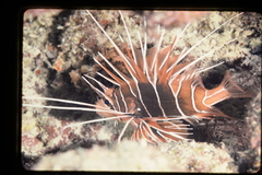 Pterois radiata