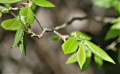 Ulmus alata