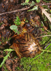 Dactylanthus taylorii