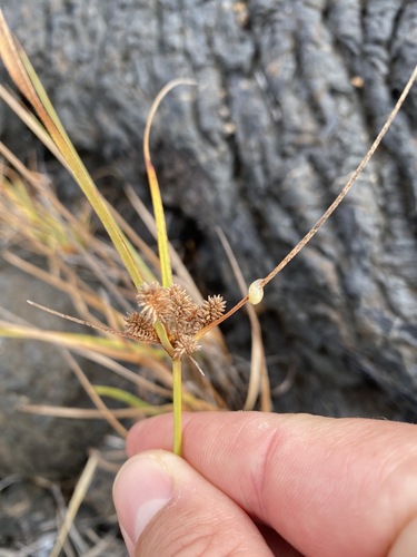 Cyperus anderssonii observed 2023-10-28