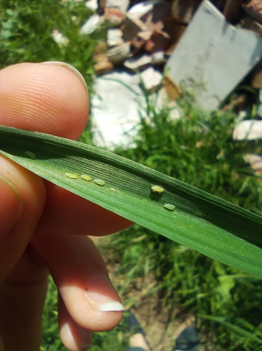 greenbug