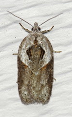 Acleris maculidorsana