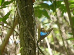 Archaeoprepona demophoon gulina