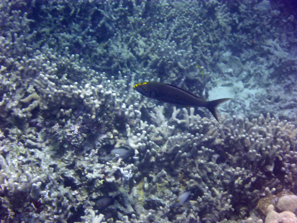 Smalltooth jobfish (Aphareus furca) — Lutjanidae