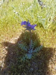 Salvia carduacea