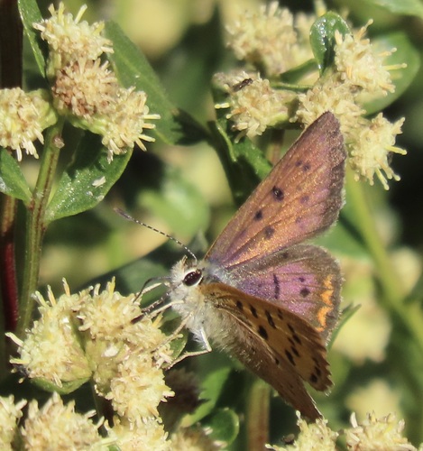 Purplish Copper photo 2