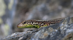 Iberolacerta monticola
