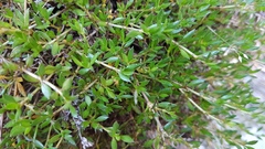 Coprosma petriei