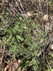 Ammoselinum popei