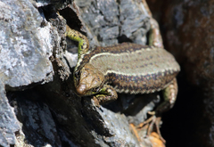 Iberolacerta monticola