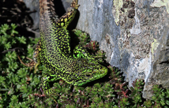 Iberolacerta monticola