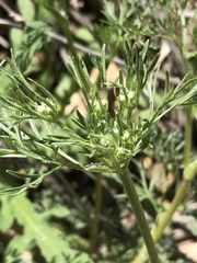 Ammoselinum popei