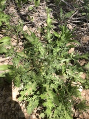 Ammoselinum popei