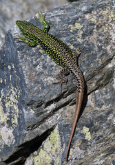 Iberolacerta monticola