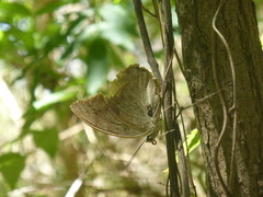 Archaeoprepona demophoon gulina