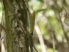 Archaeoprepona demophoon gulina