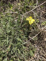 Oenothera lavandulifolia