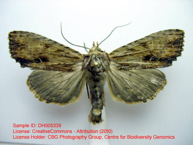 Flaxen Apamea