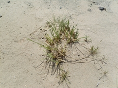 Cyperus conglomeratus